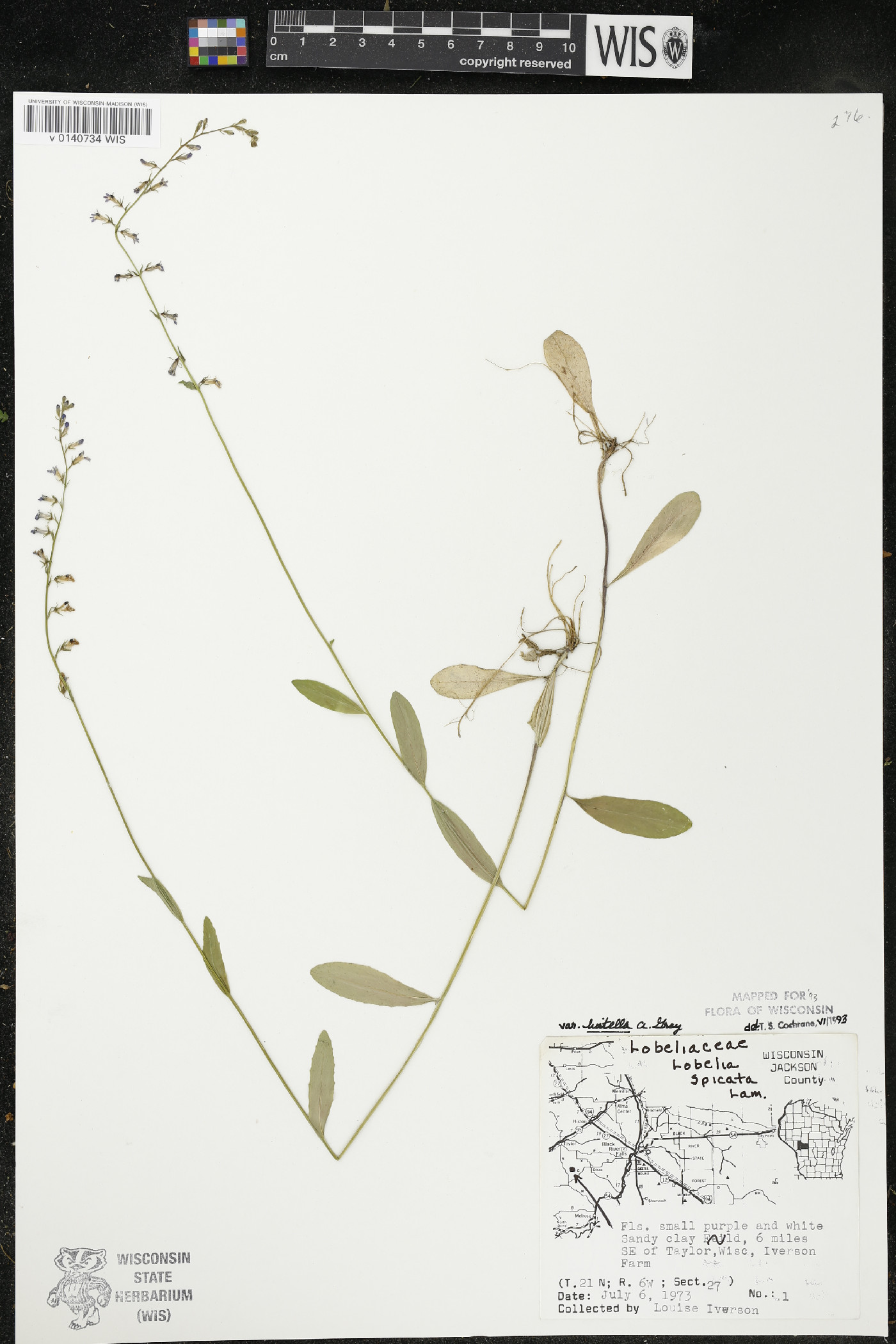 Lobelia spicata var. hirtella image