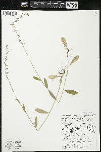 Lobelia spicata var. hirtella image