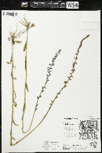 Lobelia spicata var. hirtella image