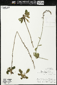 Lobelia spicata var. hirtella image