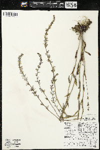 Lobelia spicata var. hirtella image