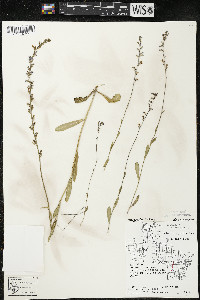 Lobelia spicata var. hirtella image