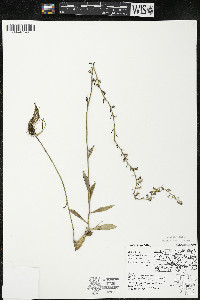 Lobelia spicata var. hirtella image