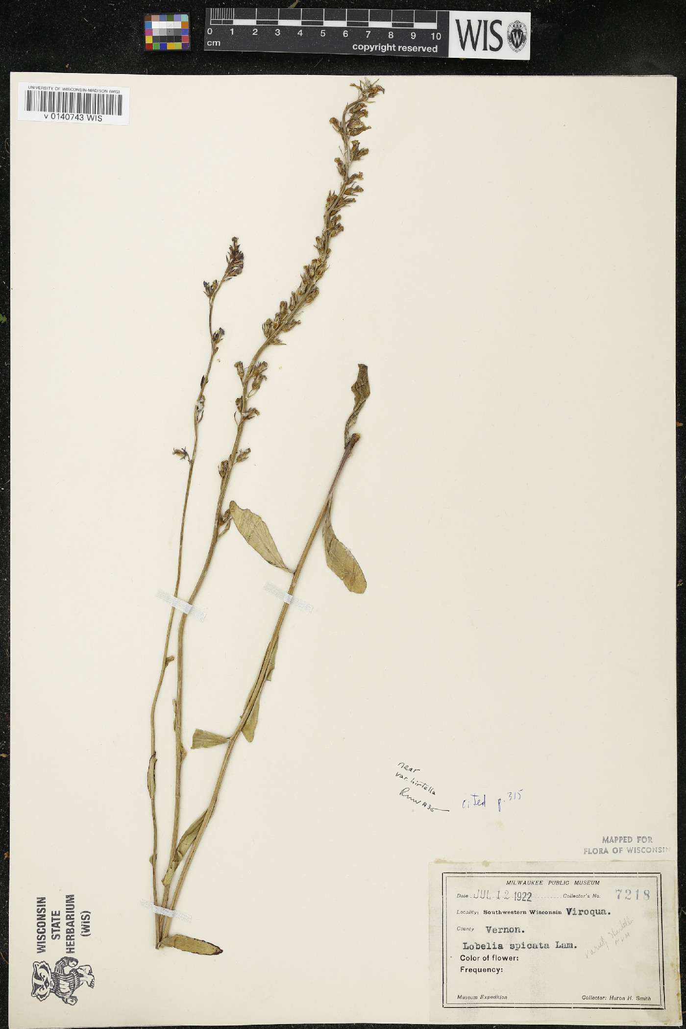 Lobelia spicata var. hirtella image