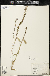 Lobelia spicata var. hirtella image