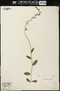 Lobelia spicata var. hirtella image