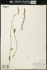 Lobelia spicata var. hirtella image