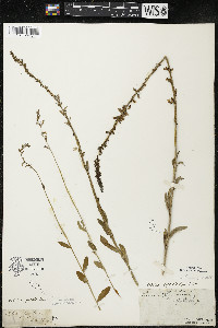 Lobelia spicata var. hirtella image