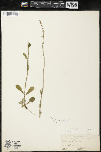 Lobelia spicata var. hirtella image