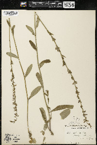 Lobelia spicata var. hirtella image