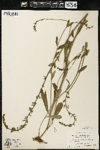 Lobelia spicata var. hirtella image