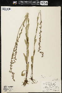 Lobelia spicata var. hirtella image