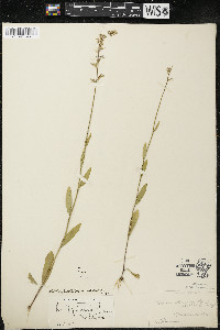 Lobelia spicata var. hirtella image