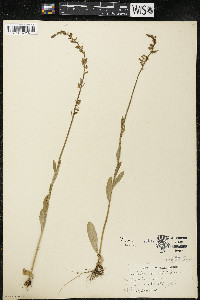 Lobelia spicata var. hirtella image