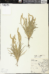 Plantago patagonica image