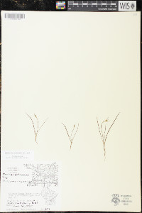 Plantago patagonica image