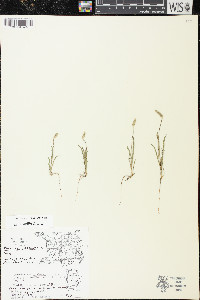 Plantago patagonica image