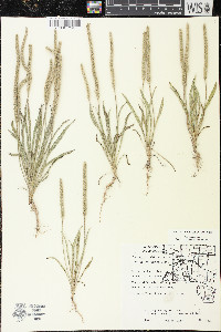 Plantago patagonica image