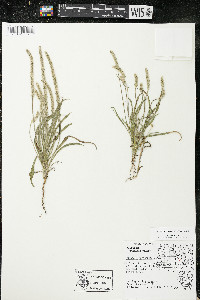 Plantago patagonica image