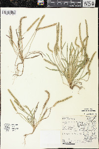 Plantago patagonica image