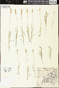 Plantago patagonica image