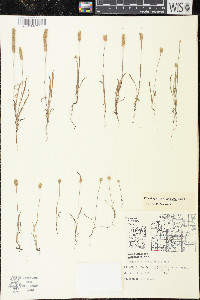 Plantago patagonica image