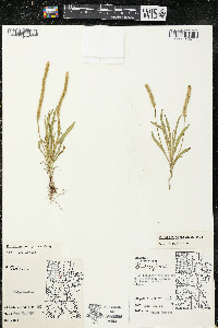 Plantago patagonica image