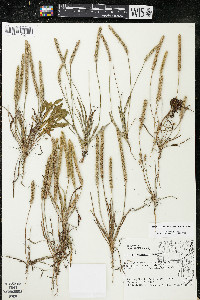 Plantago patagonica image