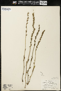 Lobelia spicata var. hirtella image