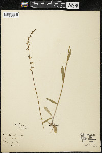 Lobelia spicata var. hirtella image