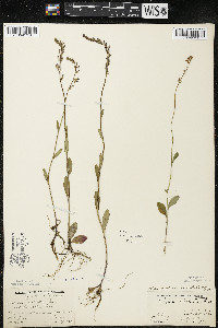 Lobelia spicata var. hirtella image