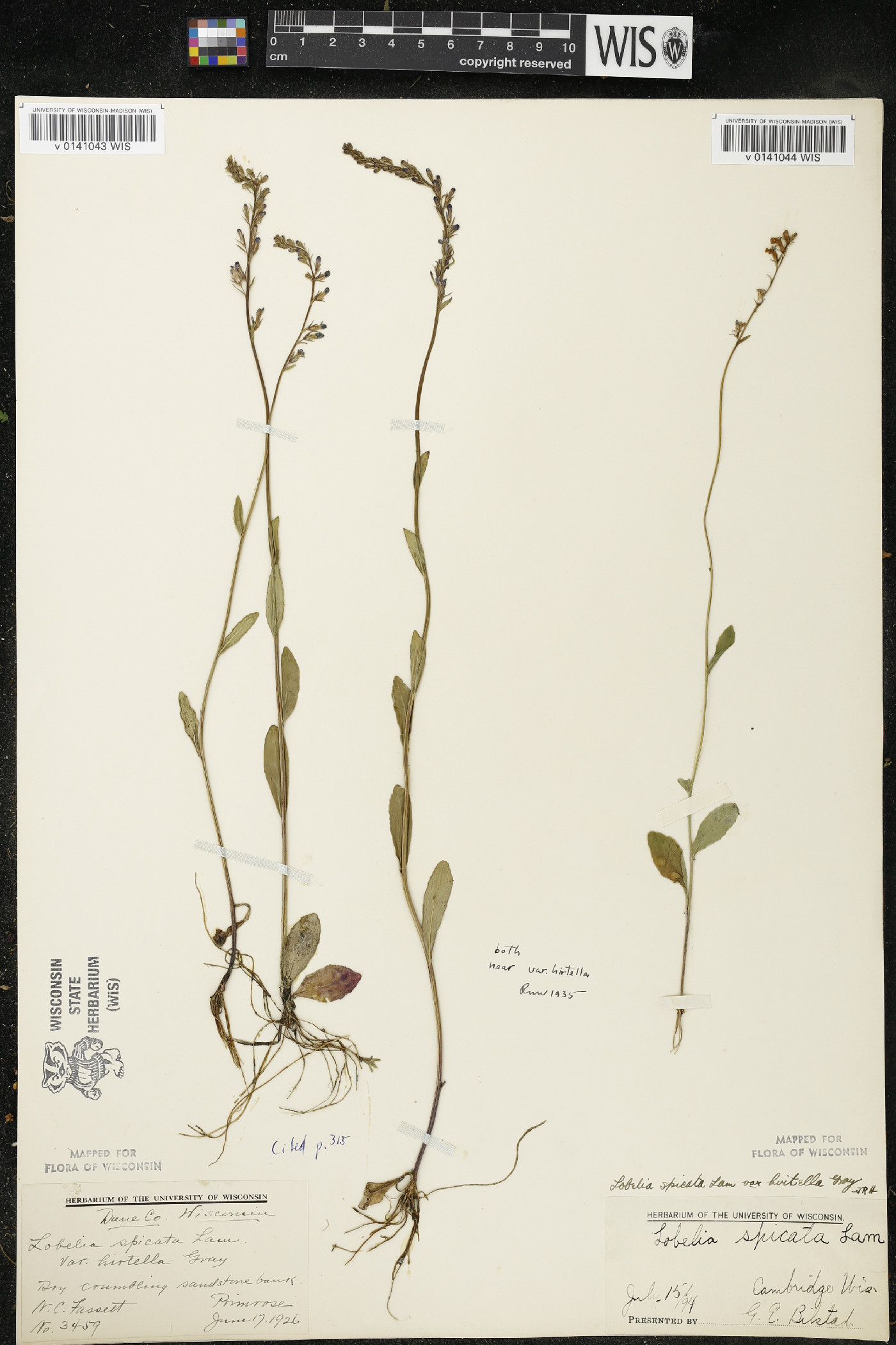 Lobelia spicata var. hirtella image