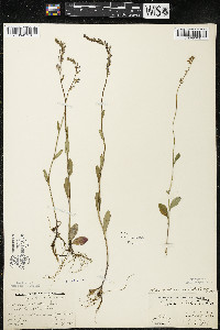 Lobelia spicata var. hirtella image