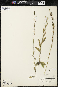 Lobelia spicata var. hirtella image