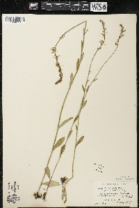 Lobelia spicata var. hirtella image