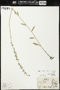 Lobelia spicata var. hirtella image