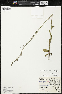 Lobelia spicata var. hirtella image