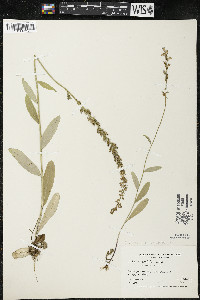 Lobelia spicata var. hirtella image