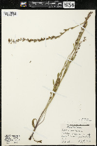 Lobelia spicata var. hirtella image