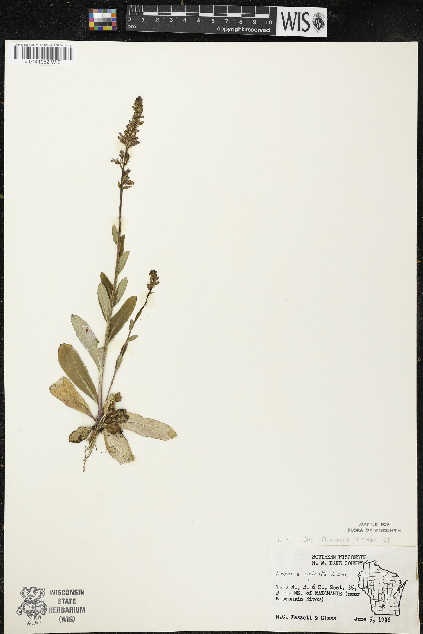 Lobelia spicata var. hirtella image