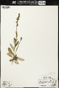 Lobelia spicata var. hirtella image