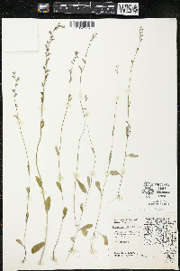 Lobelia spicata var. hirtella image