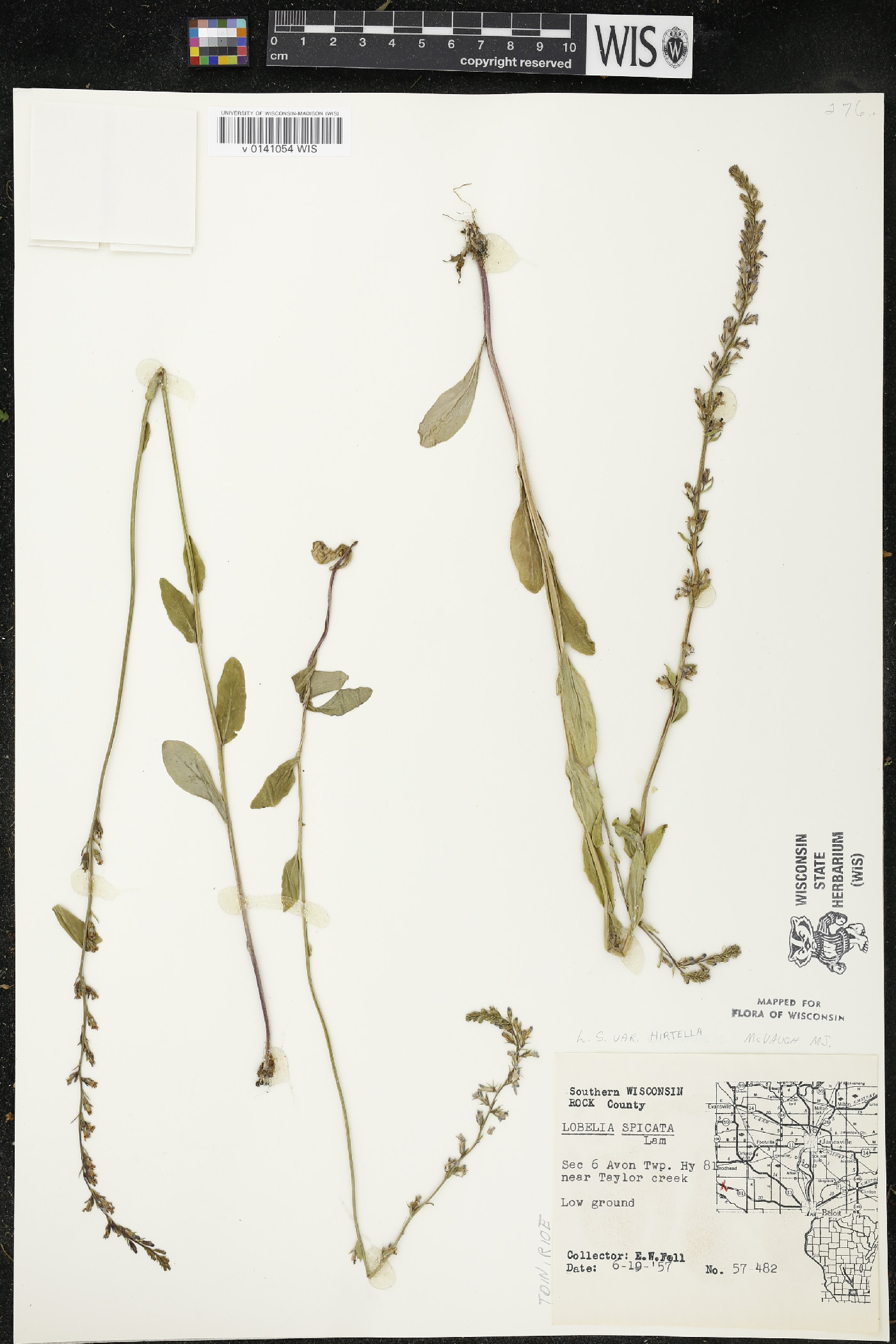 Lobelia spicata var. hirtella image