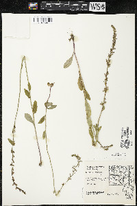 Lobelia spicata var. hirtella image