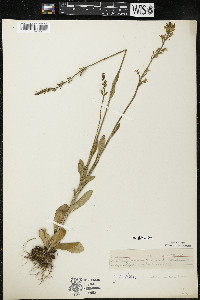 Lobelia spicata var. hirtella image