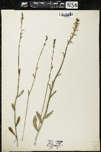 Lobelia spicata var. hirtella image