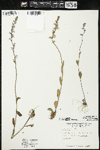 Lobelia spicata var. hirtella image