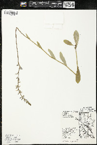 Lobelia spicata var. spicata image