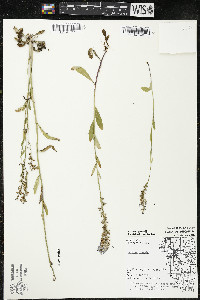 Lobelia spicata var. hirtella image