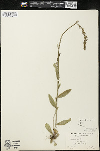 Lobelia spicata var. hirtella image